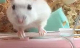 蛋仔小仓鼠皮肤爆料视频